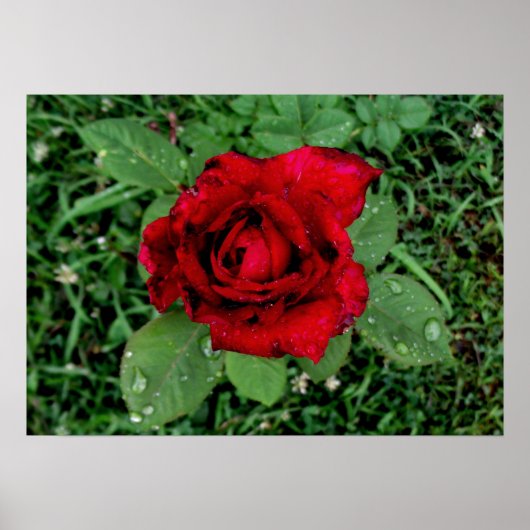 Poster Arrosage sur une rose rouge (Devant)