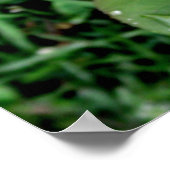 Poster Arrosage sur une rose rouge (Coin)