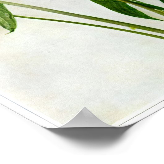 Poster Arrowhead à grande feuille (Coin)