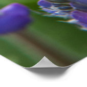 Poster Arrowleaf Balsam Root and Lupine in Spring Bloom (Coin)