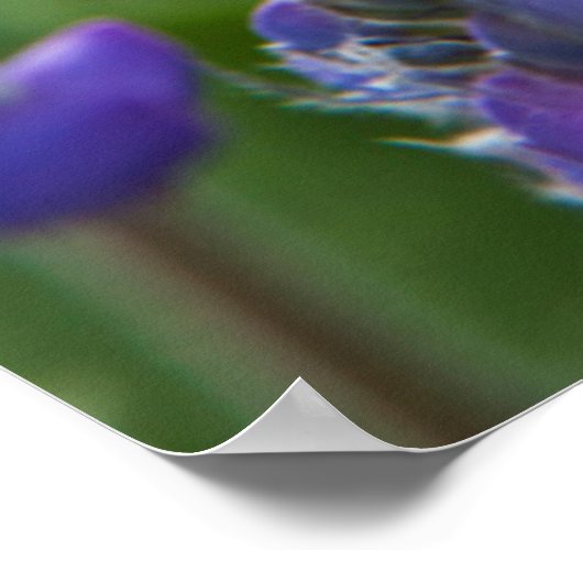 Poster Arrowleaf Balsam Root and Lupine in Spring Bloom (Coin)