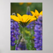 Poster Arrowleaf Balsam Root and Lupine in Spring Bloom (Devant)