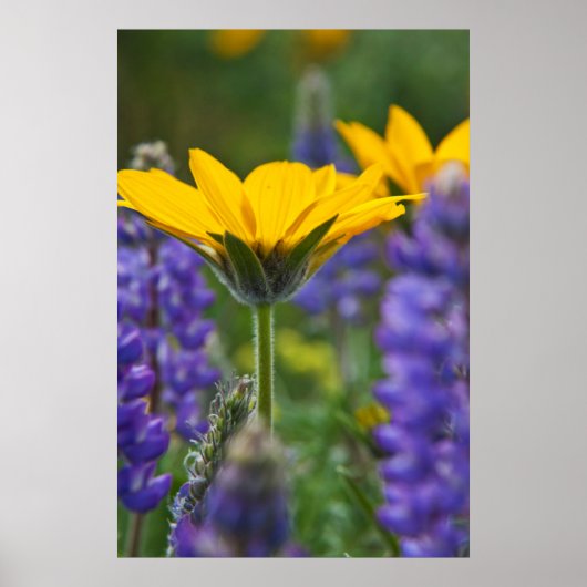 Poster Arrowleaf Balsam Root and Lupine in Spring Bloom (Devant)