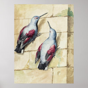 Poster Art à l'aquarelle d'oiseau vintage rouge et gris