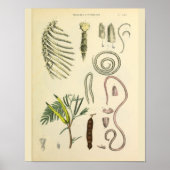 Poster Art Anatomique Sternum Cage Rib Imprimer (Devant)