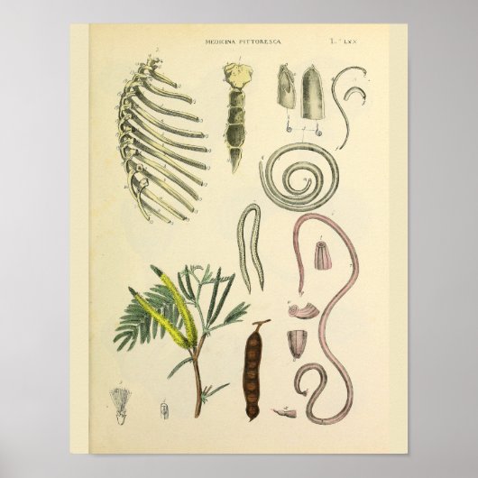 Poster Art Anatomique Sternum Cage Rib Imprimer (Devant)