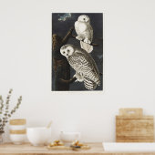 Poster Art ancien d'oiseau de nuit, Chouette blanche d'Au (Cuisine)