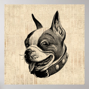 Poster Art antique de Boston Terrier Dog Cute Pet Dog