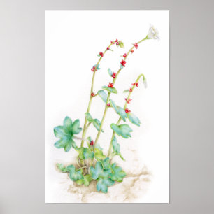 Poster art aquarelle de plante alpine Saxifraga cernua