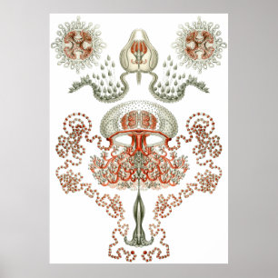 Poster Art aquatique ~ Jellyfish
