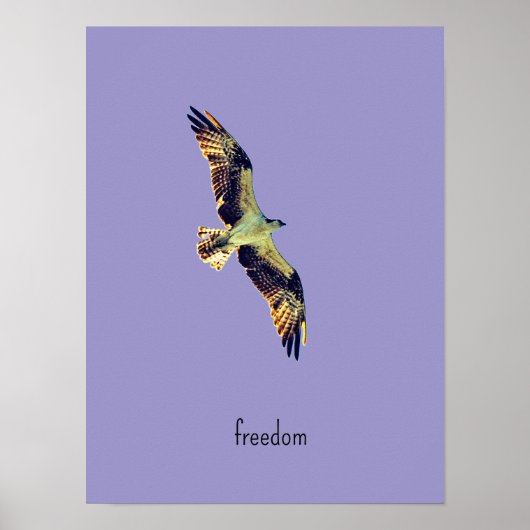 Poster art balbuzard (Devant)