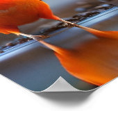 Poster Art Birds (Coin)