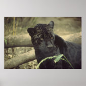 Poster Art Black_jaguar (Devant)