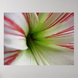 Poster Art blanc et rouge de fleur d'amaryllis