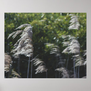 Poster Art botanique abstrait moderne – Formes de la natu