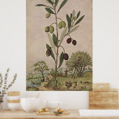 Poster Art Botanique Ancien Olivier (Cuisine)