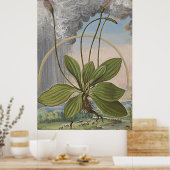 Poster Art Botanique Ancien Plaintain Broadleaf (Cuisine)