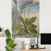Poster Art Botanique Ancien Plaintain Broadleaf (Bureau à domicile)