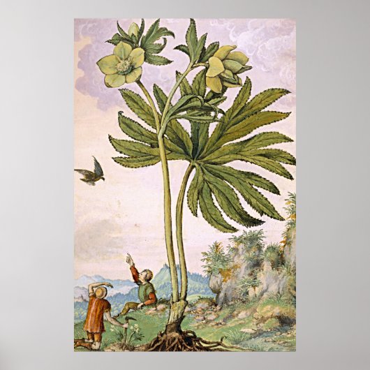 Poster Art botanique antique Hélibore vert (Devant)