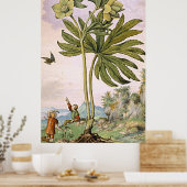 Poster Art botanique antique Hélibore vert (Cuisine)