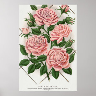 Poster Art Botanique Cottagecore Rose Rose Vintage