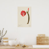 Poster Art botanique de Cactus à fleurs rouges (Cuisine)