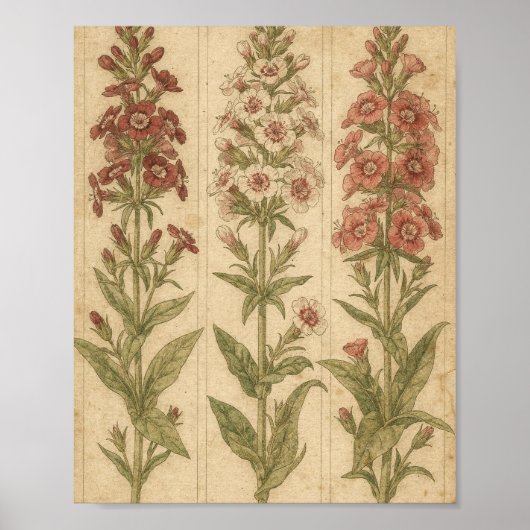 Poster Art botanique de la fleur de William douce (Devant)