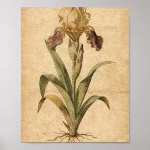 Poster Art botanique de l'iris doré et pourpre
