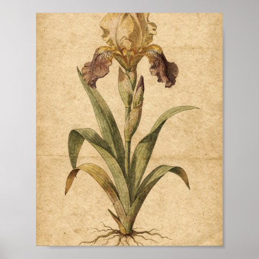 Poster Art botanique de l'iris doré et pourpre (Devant)