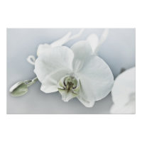 Art botanique de l'orchidée blanche élégante