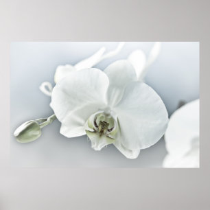 Poster Art botanique de l'orchidée blanche élégante