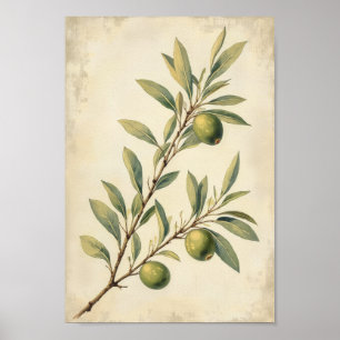 Poster Art botanique mural de l'olive de campagne françai