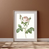 Poster Art Botanique Rose Blanc Charming Imprimer