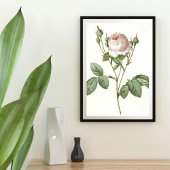 Poster Art Botanique Rose Blanc Charming Imprimer