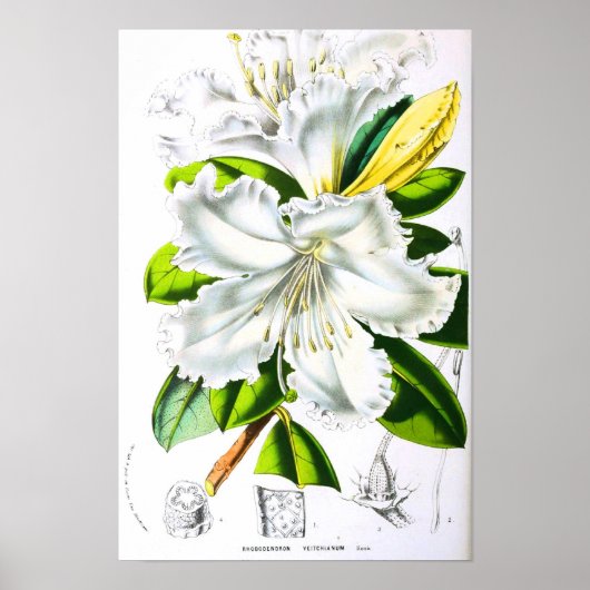 Poster Art botanique vintage (Devant)