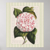Poster Art Botanique Vintage Camellia Design frappant (Devant)