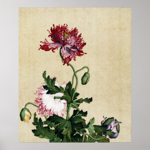 Poster Art botanique vintage Coquelicot Rouge Chinois