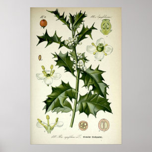 Poster Art botanique vintage du houx