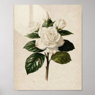 Poster Art Botanique Vintage Fleur et Bourgeon de Gardeni