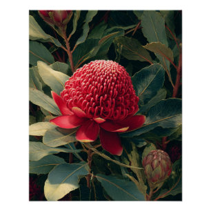 Poster Art botanique vintage Red Waratah
