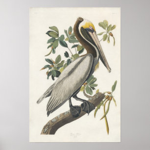 Poster Art Brown Pélican vintage Audubon