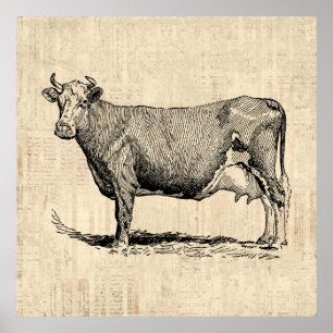 Poster Art classique de la vache à l'ancienne