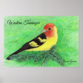 Poster Art crayon de couleur Oiseau de Tananger Occidenta (Devant)