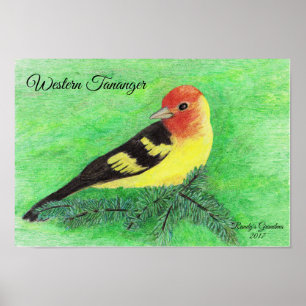 Poster Art crayon de couleur Oiseau de Tananger Occidenta