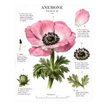 Art d'anatomie florale vintage | Étude botanique