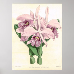 Poster Art de fleur d'orchidée Cattleya Maxima vintage
