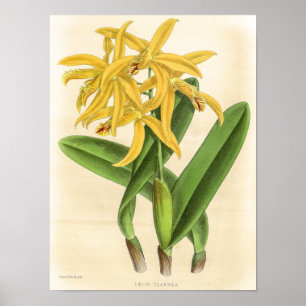 Poster Art de fleur d'orchidée Laelia Flammea vintage