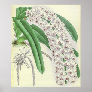 Poster Art de fleur d'orchidée Saccolabium Blumei vintage
