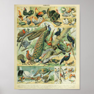 Poster Art de la faune vintage Paon & Faisan