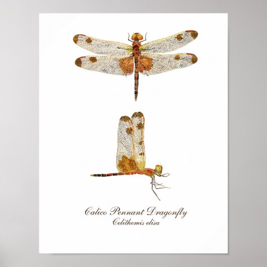Poster Art de la libellule de Calico Pennant (Devant)
